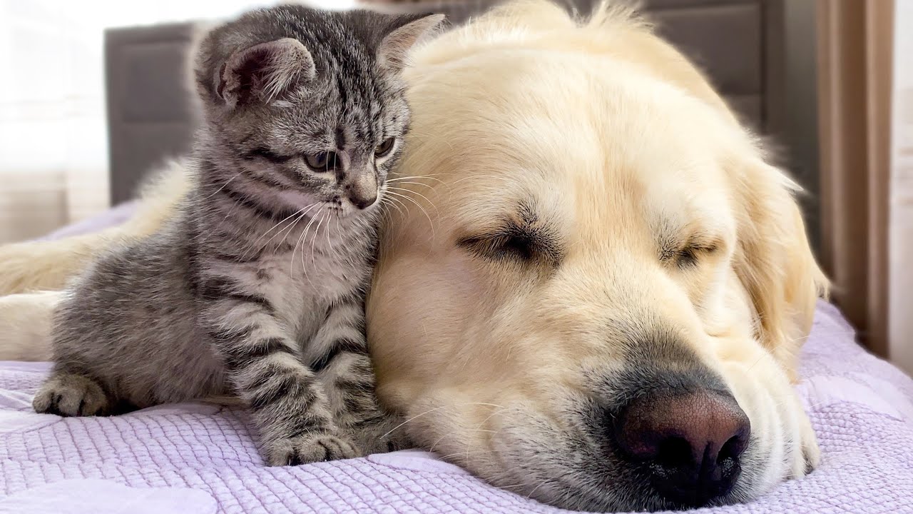 犬と子猫、ただぼーっと見ていたい。 Stock1